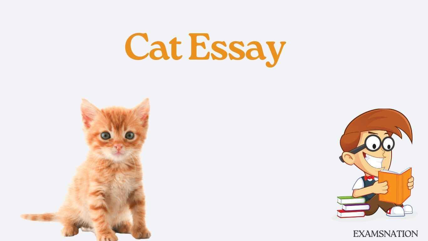 essay for cat preparation