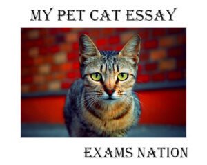 essays for cat exam