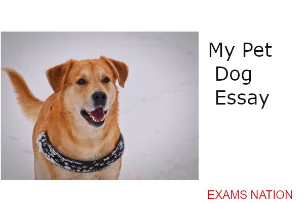 my pet dog essay for class ukg