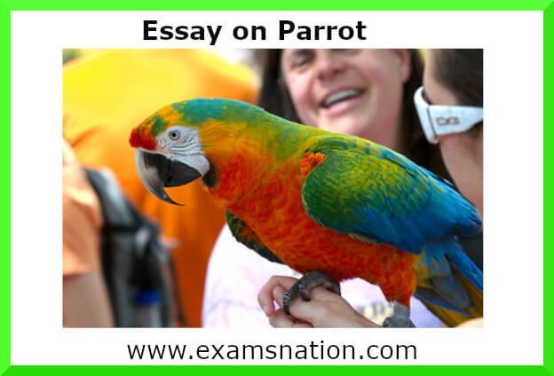 parrot essay